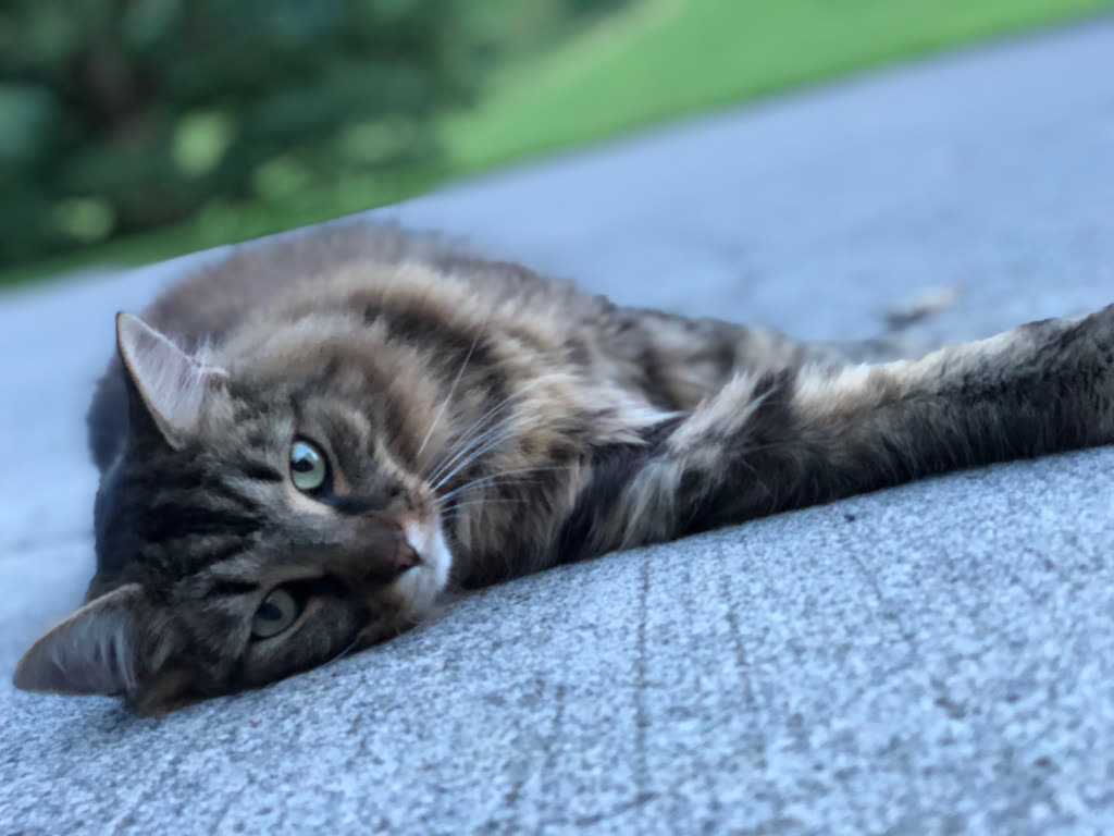 A tabby cat resting outdoors